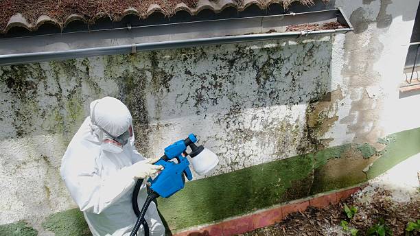 Trusted Commercial Mold Remediation service in Little Elm, TX - Cheap Mold Removal